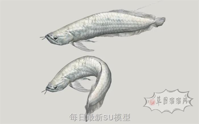 泥鳅鱼SU模型