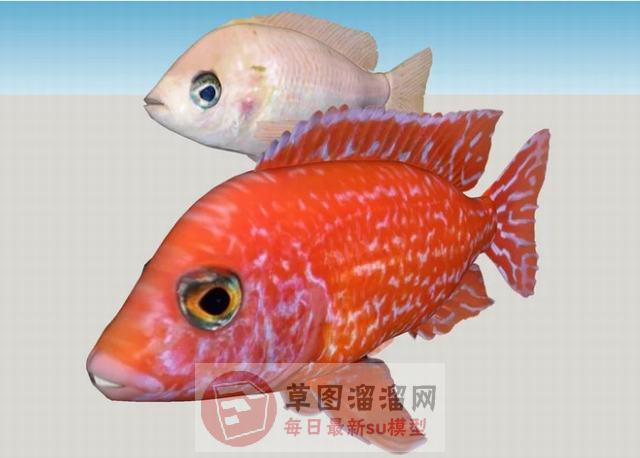 两条金鱼SU模型