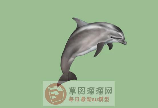 海豚动物SU模型