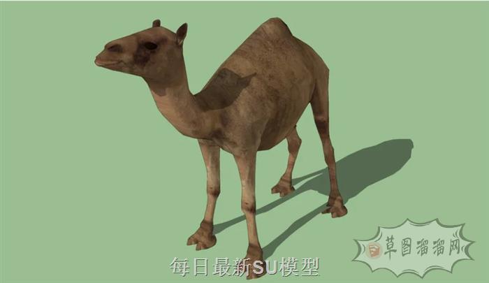 沙漠骆驼动物SU模型