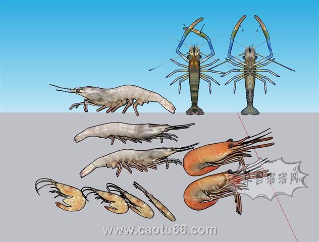 虾子虾米SU模型