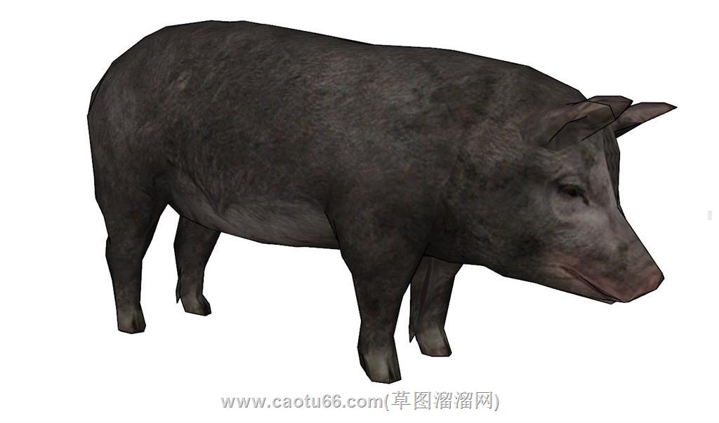 猪动物SU模型
