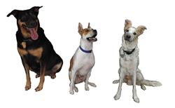 狼狗犬动物SU模型