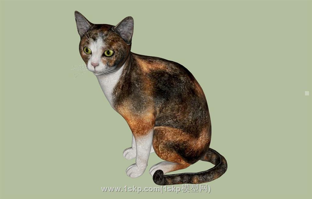 宠物猫SU模型
