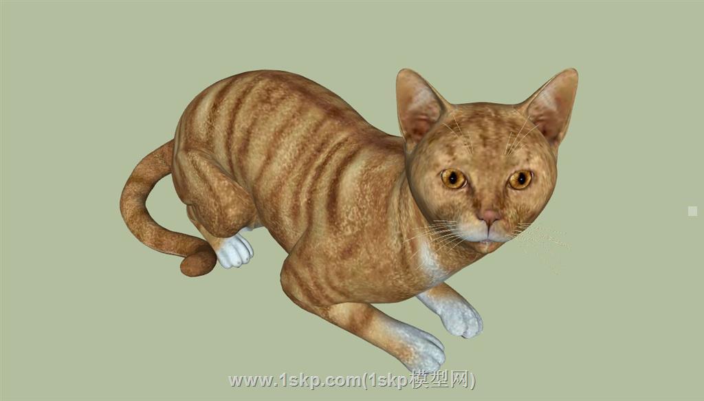 宠物猫SU模型