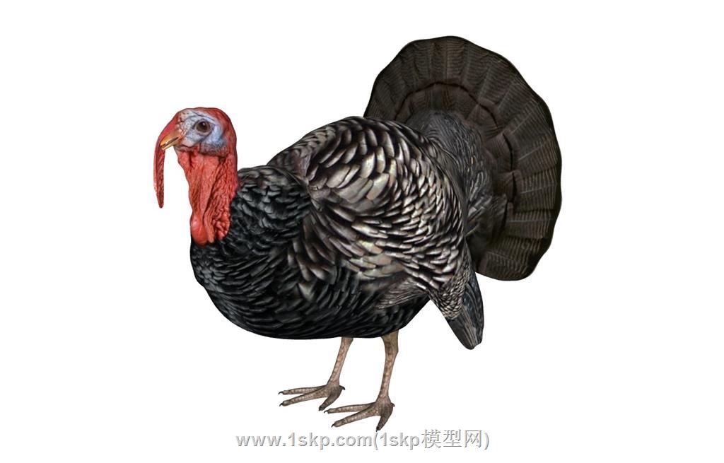 火鸡家禽SU模型