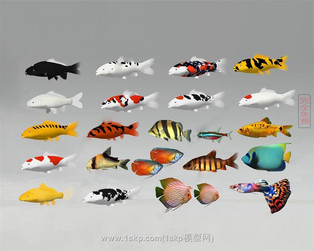 观赏鱼金鱼热带鱼海鱼