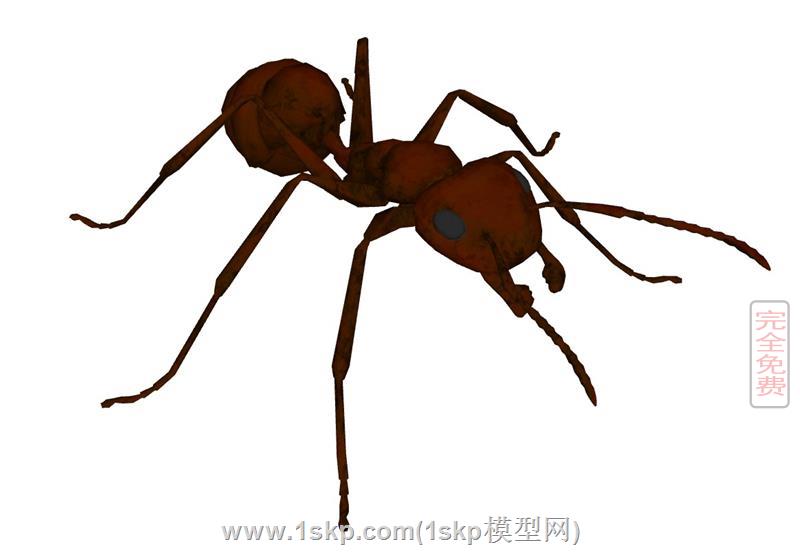 蚂蚁昆虫
