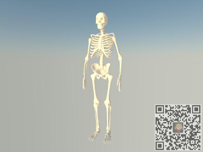 人类骷髅骨架SU模型