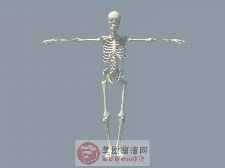 人体骨架骷髅SU模型