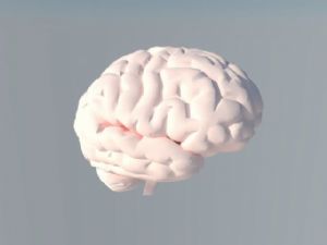 人脑大脑分析SU模型