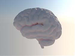 大脑SU模型