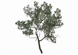 3D精细树木SU模型